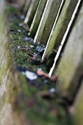  DSC5451 Portrate Crop