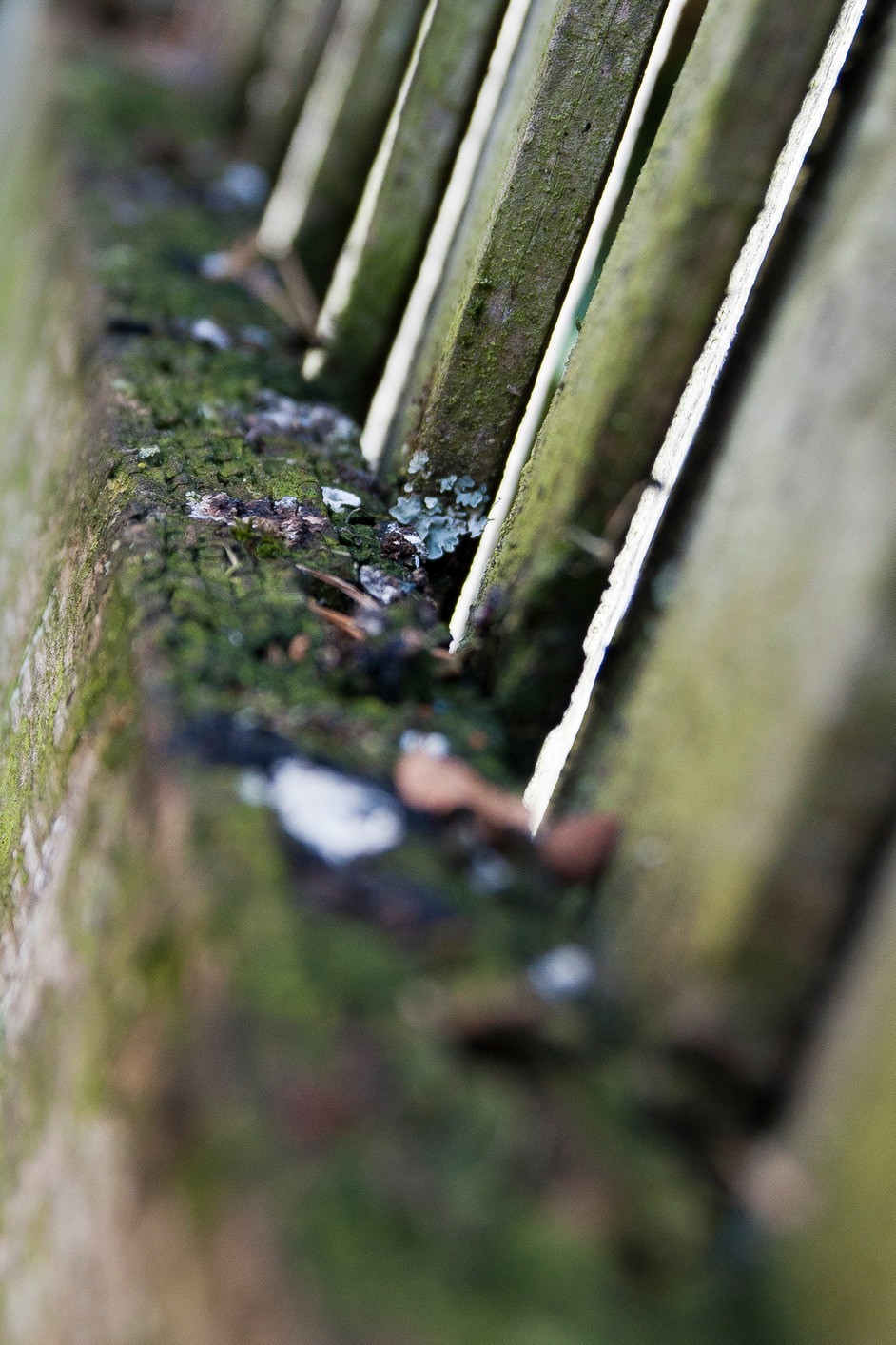  DSC5451 Portrate Crop