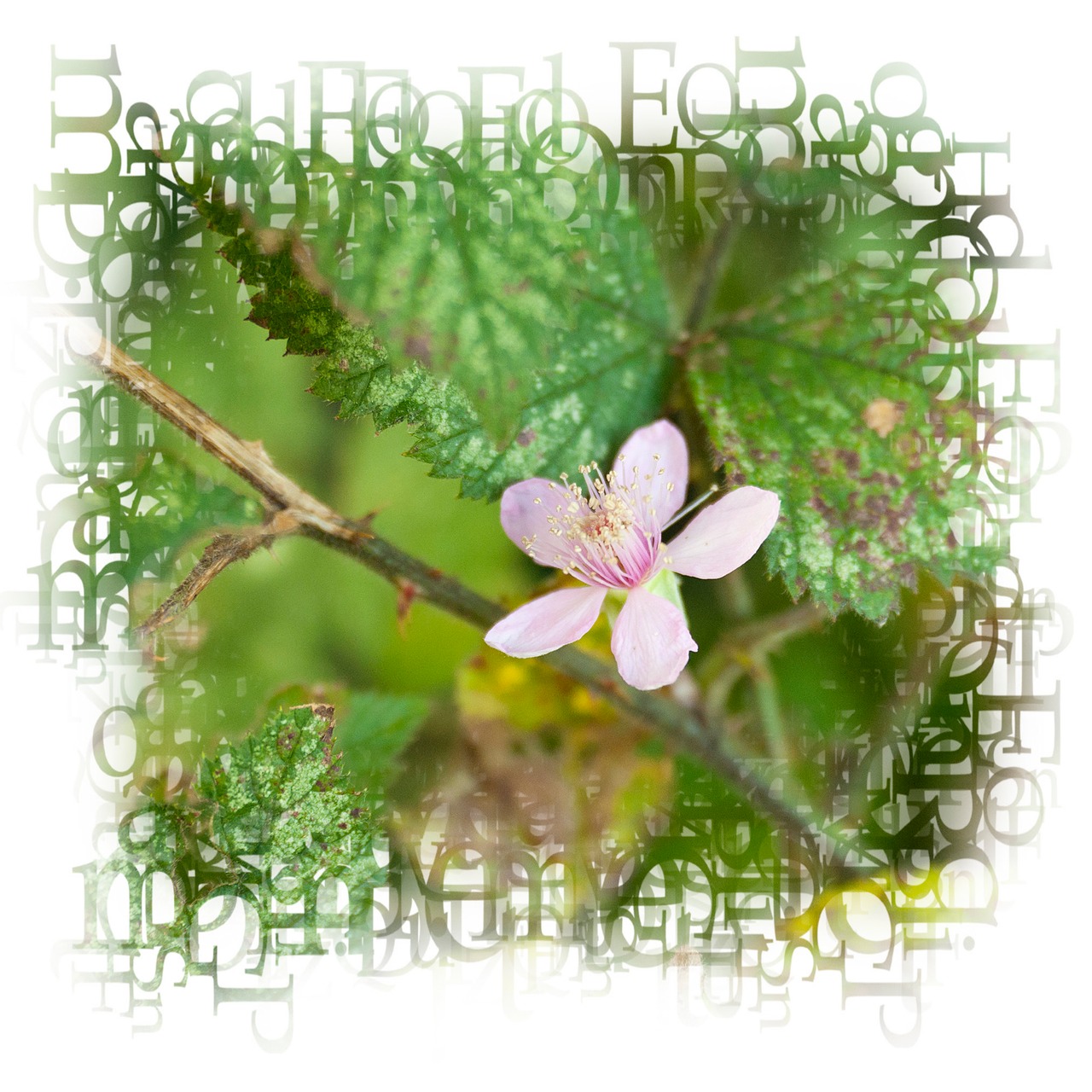  DSC5501 Crop Alphabet Soup