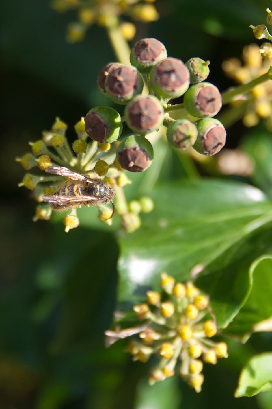  DSC5526 Portrate Crop