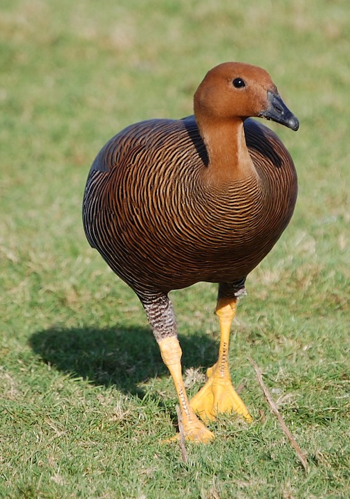 Bird 1