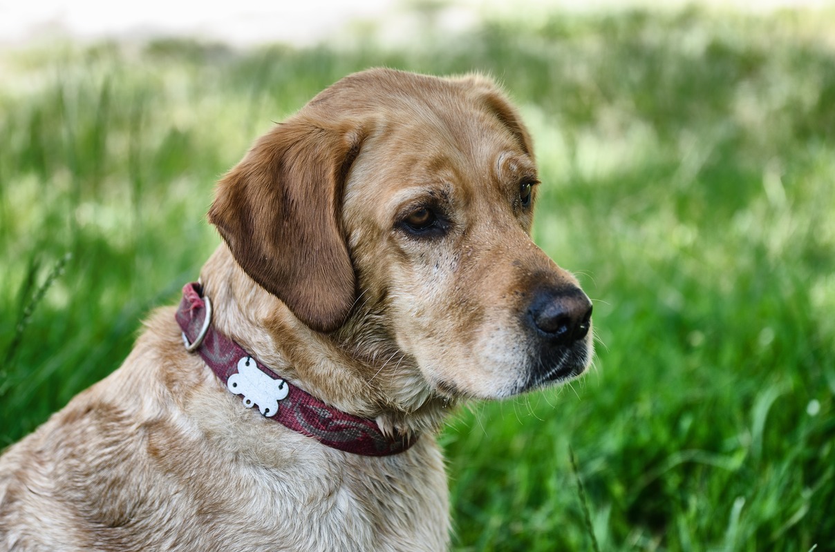 Echo the Dog (Echo le chien)