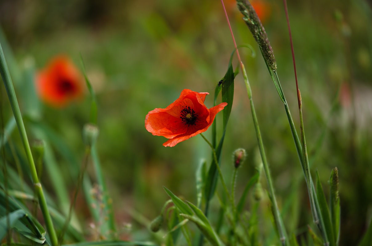 French Poppy