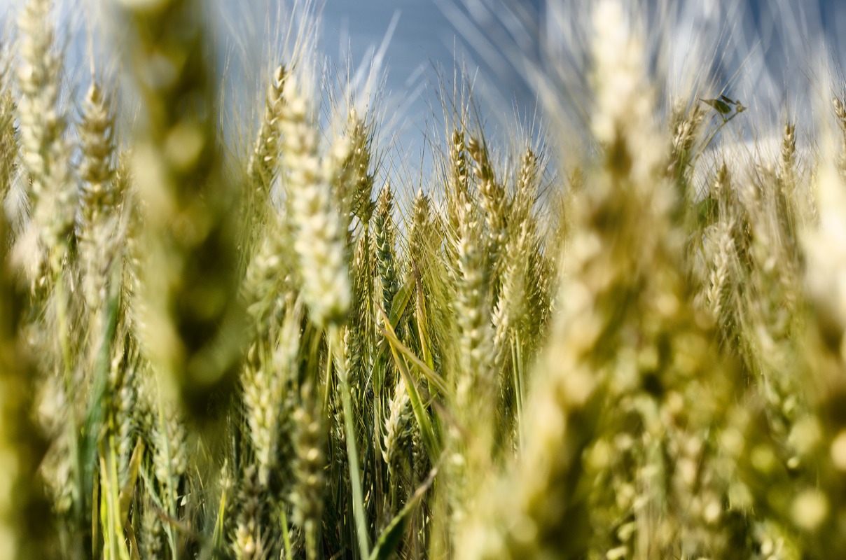 In amungst the Corn (Wheat)