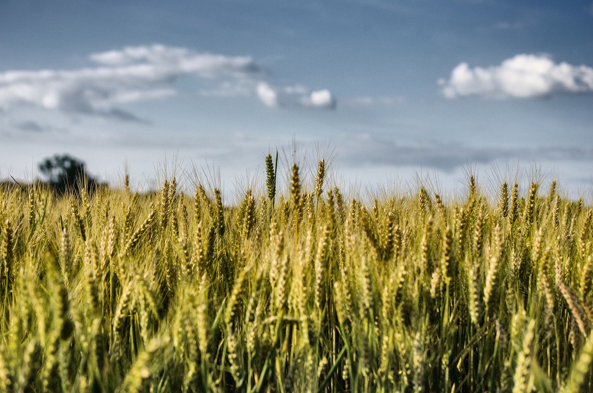Ripening French Corn (Wheat)
