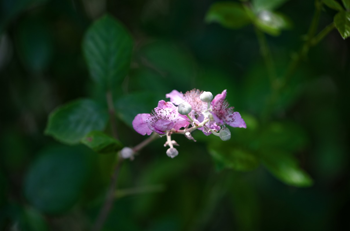 Single French Wild Flower