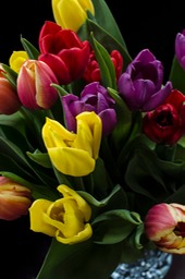 Tulips in a Crystal Vase